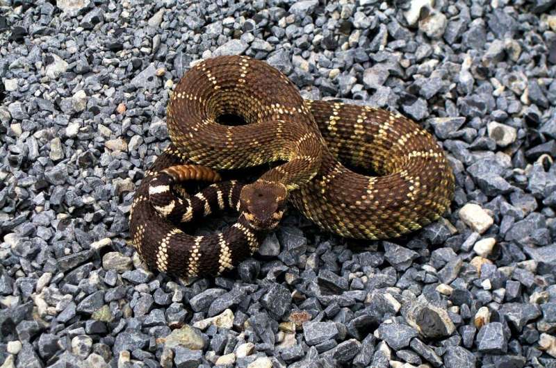 rattlesnake