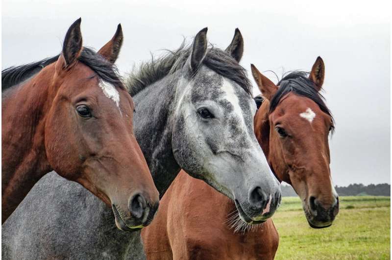 Study reveals clues to how Eastern equine encephalitis virus invades brain cells