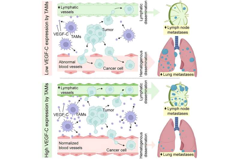 Paradoxical role of white blood cells in the spread of breast cancer 