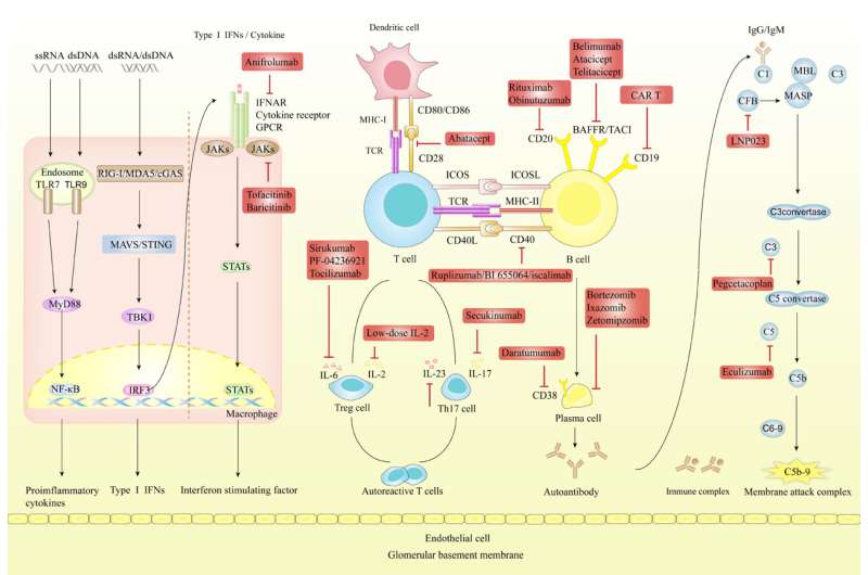 Review highlights the challenges and recent advances in targeted therapies for lupus nephritis