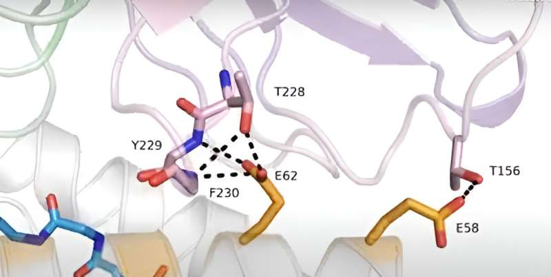 Researchers discover deep structural biology connections that help improve CAR therapy