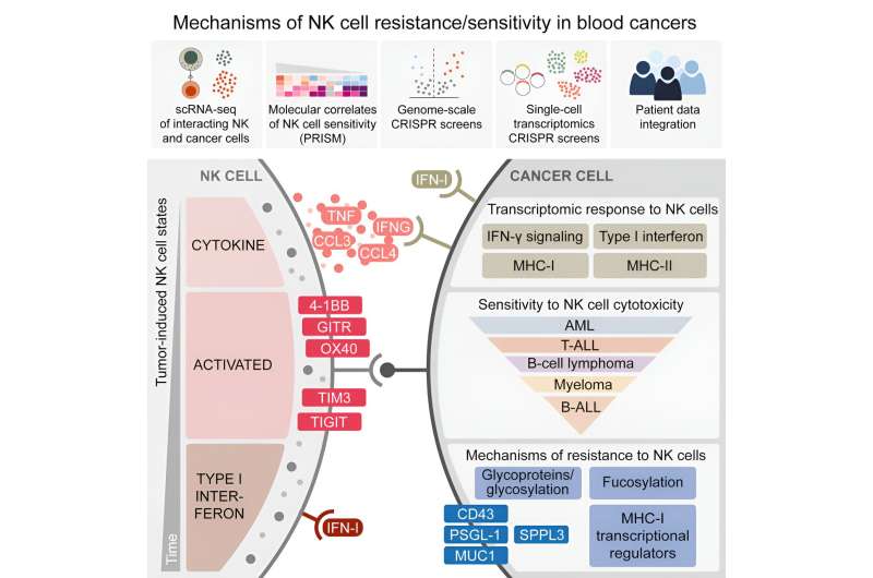 A new study reveals how blood cancer cells escape the immune system's natural killer cells