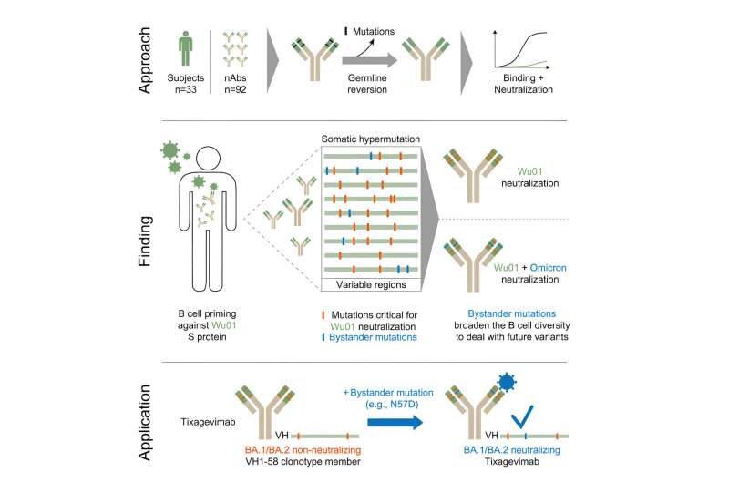 How first contact influences the immune response to new SARS-CoV-2 variants