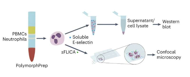 Researchers reveal mechanisms of alarmin release at an early stage of immune reaction