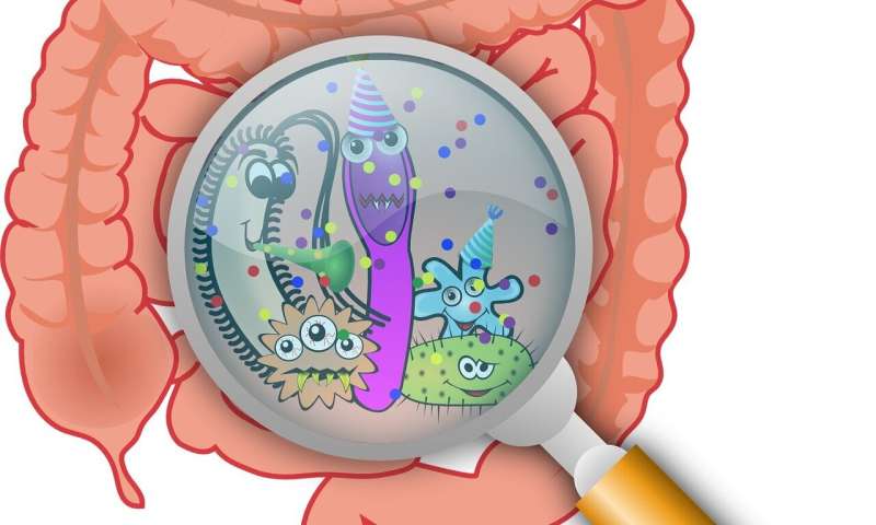 How stress in the intestine influences chromosome inheritance