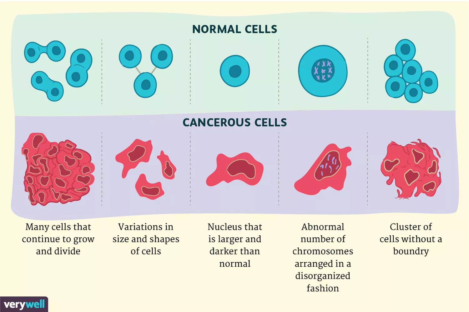 Cancer Cells vs. Normal Cells: How Are They Different?