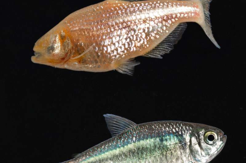 From cavefish to humans: Evolution of metabolism in cavefish may provide insight into treatments for a host of diseases