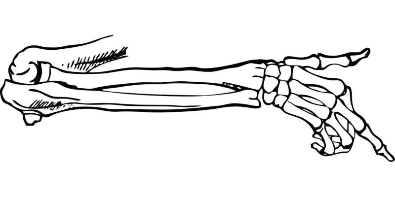 Kisspeptin hormone can enhance human bone activity