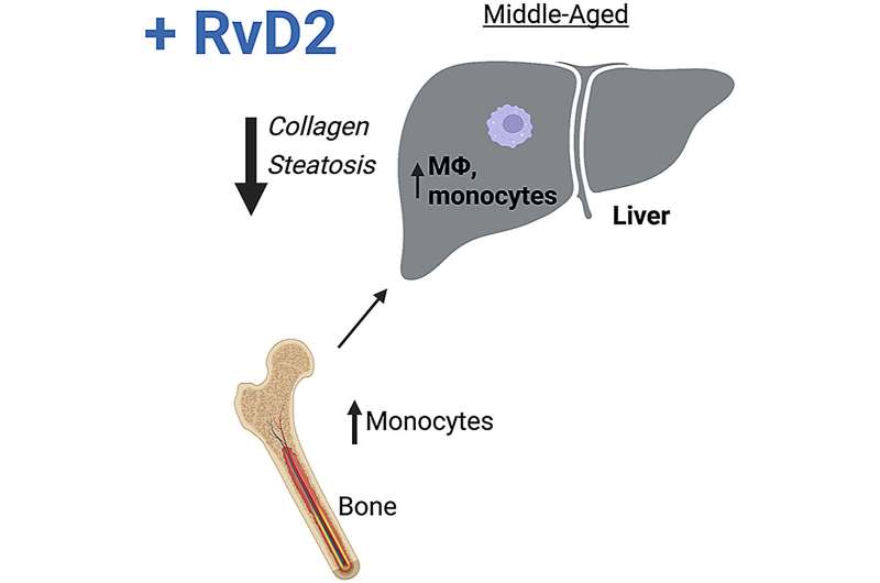 New findings reveal important insights into age-related nonresolving inflammation