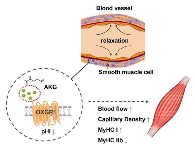 AKG as a nutritional supplement to enhance health and exercise performance