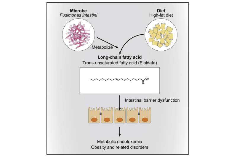 How a gut microbe can exacerbate obesity