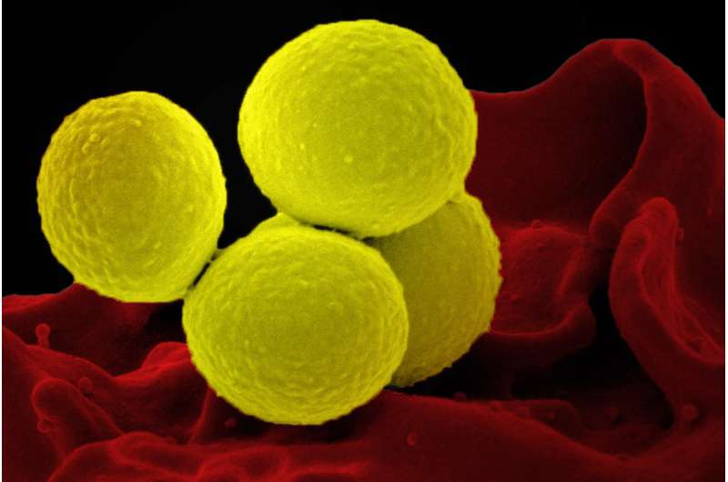 Staphylococcus aureus