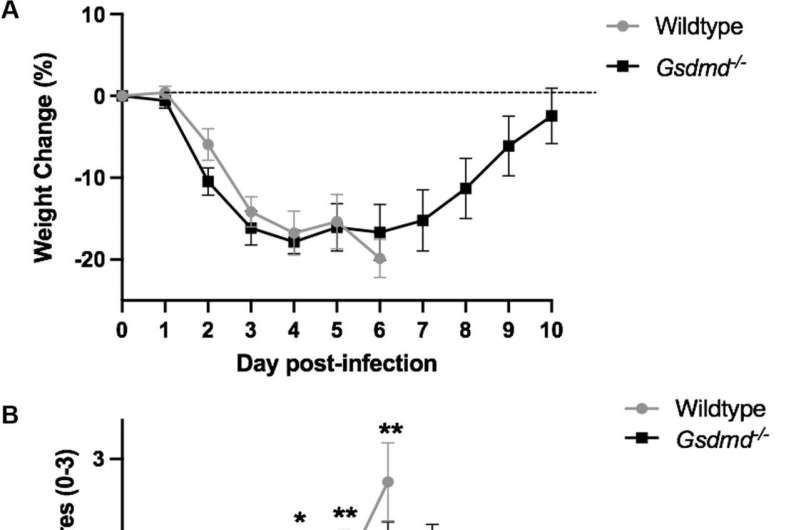 Researchers find a clue to fighting fatal influenza