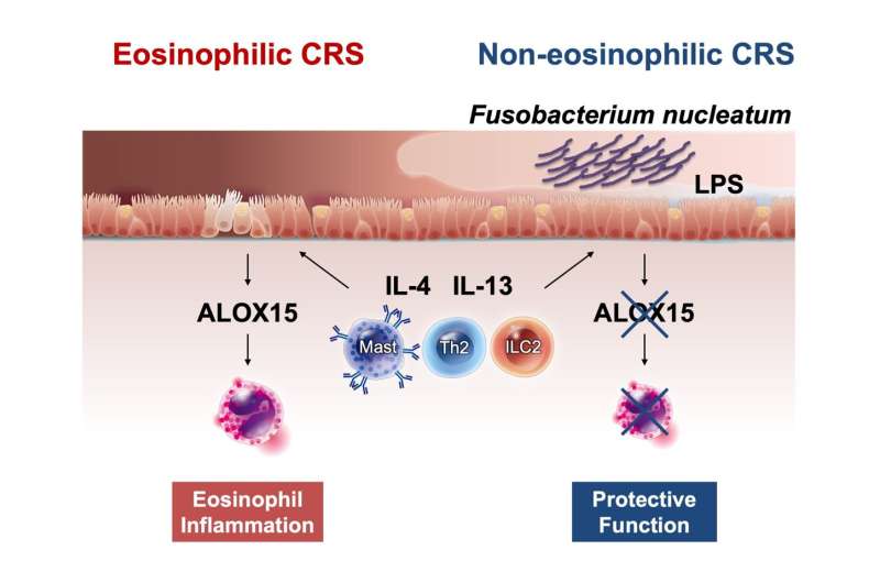 Nasal microorganism to the rescue? Study confirms protective role of bacterium in chronic rhinosinusitis