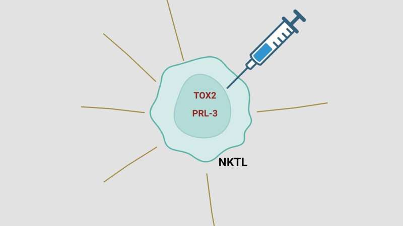 Researchers uncover potential novel therapeutic targets against natural killer/T-cell lymphoma