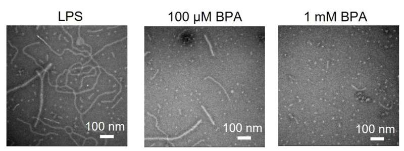 Research explores environmental pollutant BPA and asthma susceptibility in mice