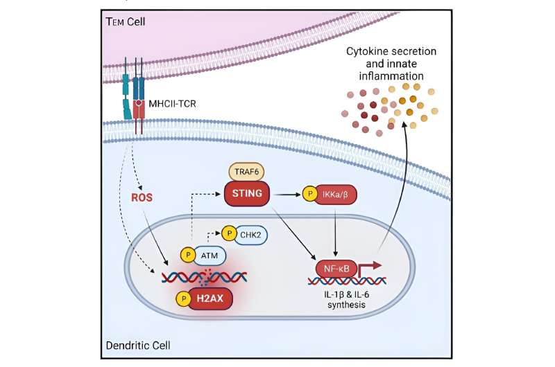 Can science take the STING out of runaway inflammation?