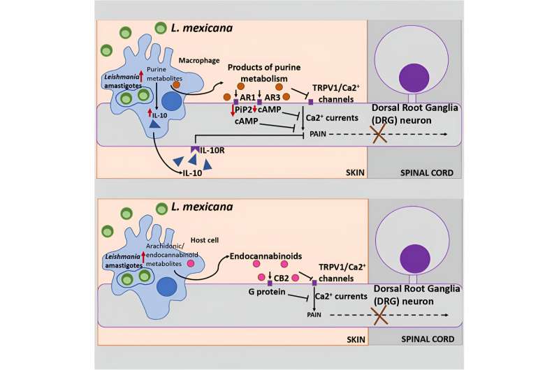 Harnessing the power of a parasite that can stop pain