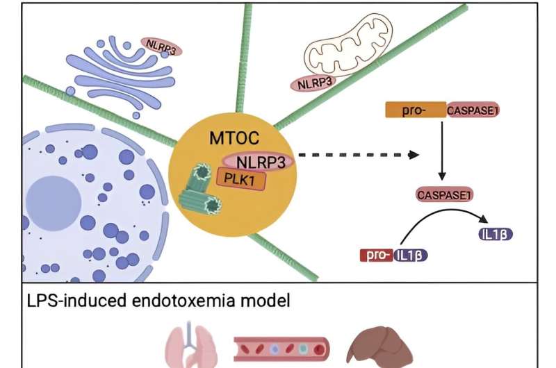 Cancer drug could hold hope for treating inflammatory diseases including gout and heart diseases