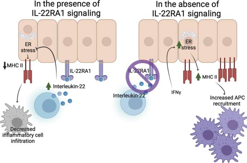 Breakthrough in understanding immune responses in inflammatory bowel and lung disease