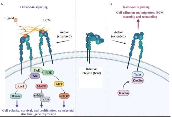 Researchers review the role of integrins in human hepatocellular carcinoma, in a new Chinese Medical Journal study