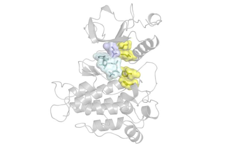 Research reveals why cancers stop responding to kinase-blocking drugs and come back stronger