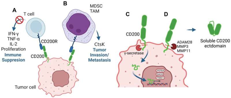 Oncotarget | The immunoregulatory protein CD200 as a potentially lucrative yet elusive target for cancer therapy