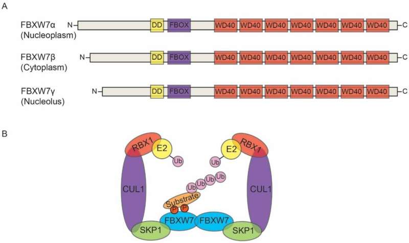 Researchers target commonly mutated or deleted gene in gynecological cancers