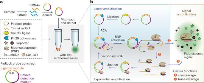 Researchers develop new CRISPR-based tool for cancer diagnosis