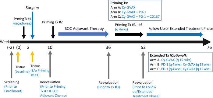 Pancreatic cancer vaccine plus immunotherapy and antibody spark immune system response in pancreatic cancers