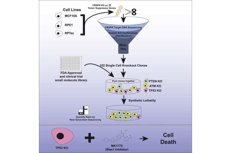 A new tool to screen drugs that target loss of tumor suppressor genes