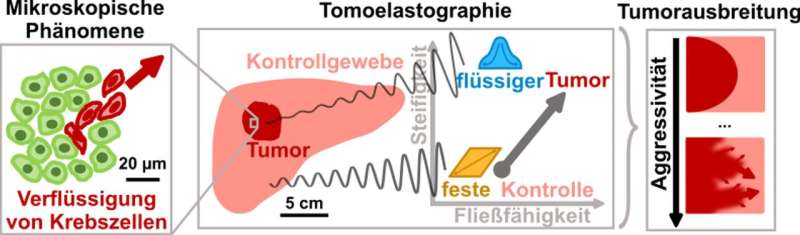 Fluidity predicts aggressiveness of cancerous tumours