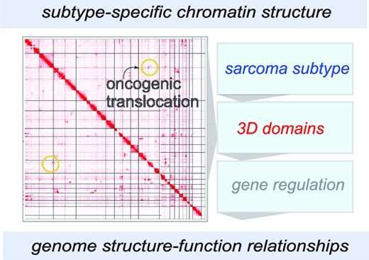 Researchers publish the first comprehensive, 3D analysis of the complete rhabdomyosarcoma genome