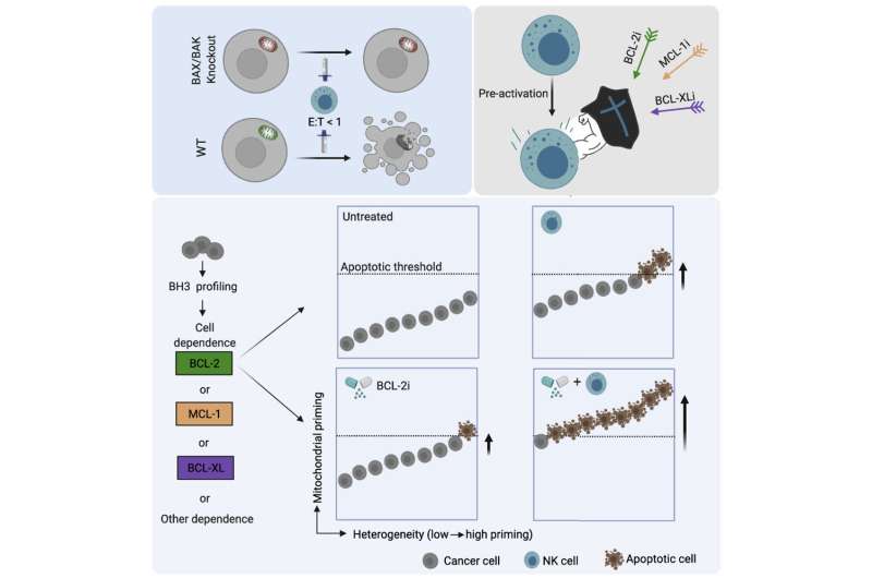 A potentially novel approach to improving the efficacy of natural killer cell therapies