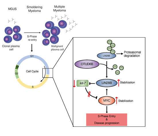 Possible therapeutic approach to fight incurable blood cancer 