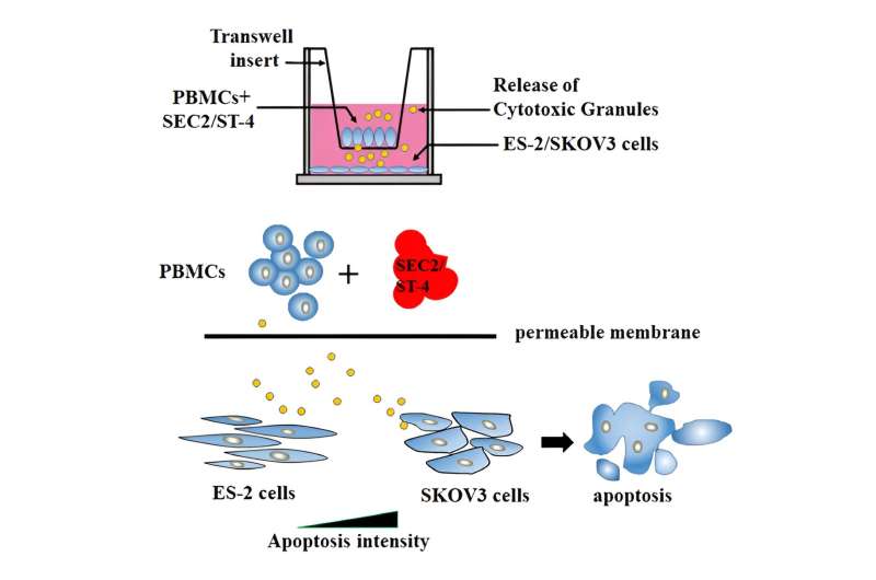 Researchers find superantigen mutant can trigger immune response in ovarian cancer cells