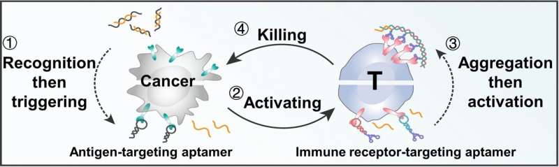 New approach to nongenetic T-cell-based immunotherapy