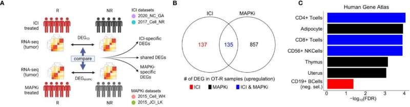 Researchers uncover potential biomarkers of positive response to immunotherapy