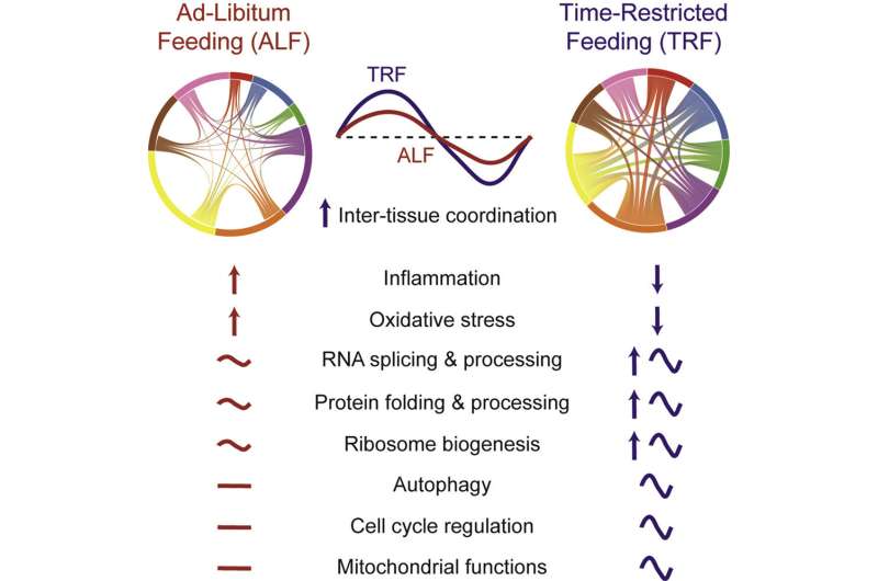 Timing calorie intake synchronizes circadian rhythms across multiple systems in mice