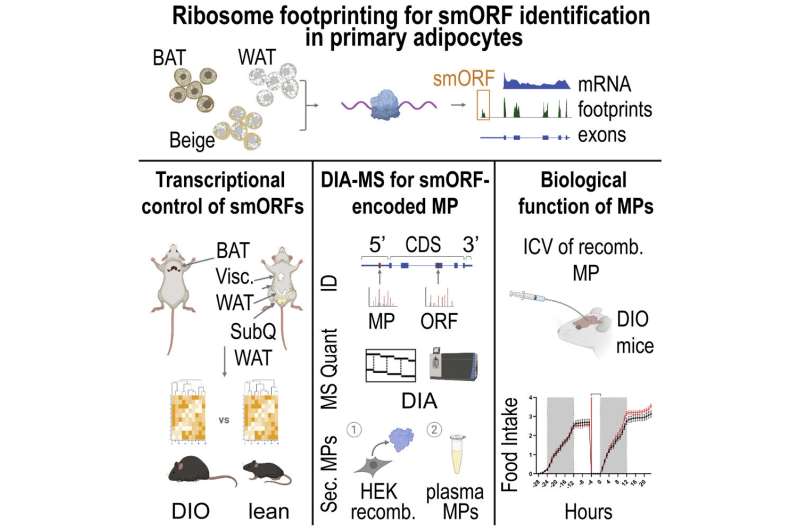 Microprotein found to increase appetite in mice