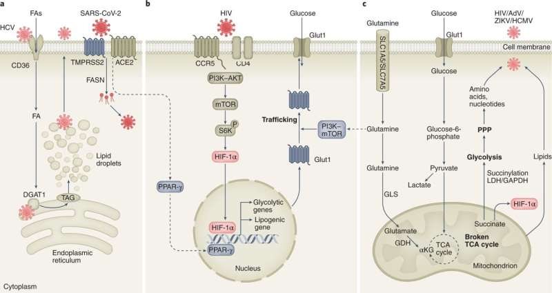 A new way to fight diseases? Stop viruses from stealing nutrients