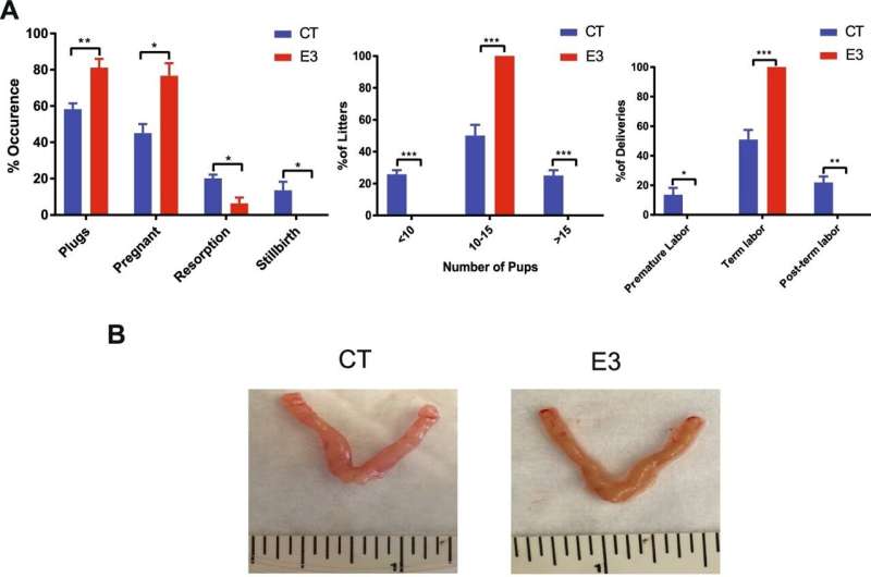 Discovering a mysterious estrogen’s important role in pregnancy