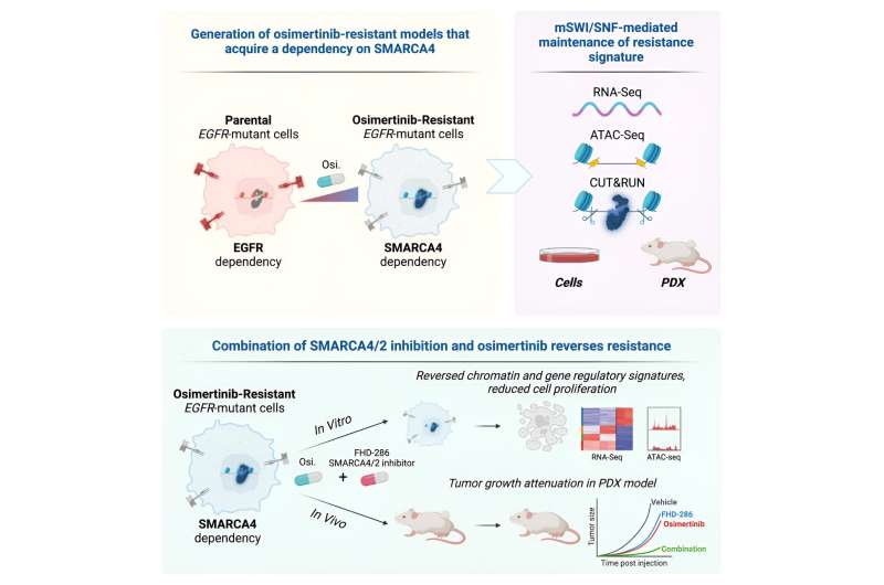 Study uncovers epigenetic source of resistance to targeted therapy in EGFR-mutant lung cancer