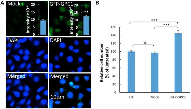 Oncotarget | Attenuation of cancer proliferation by suppression of glypican-1