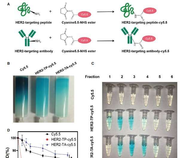 HER2-targeting peptide drug conjugate with better penetrability for effective breast cancer therapy