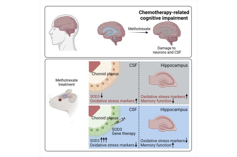 Preventing 'chemo brain' with antioxidants targeting the spinal fluid