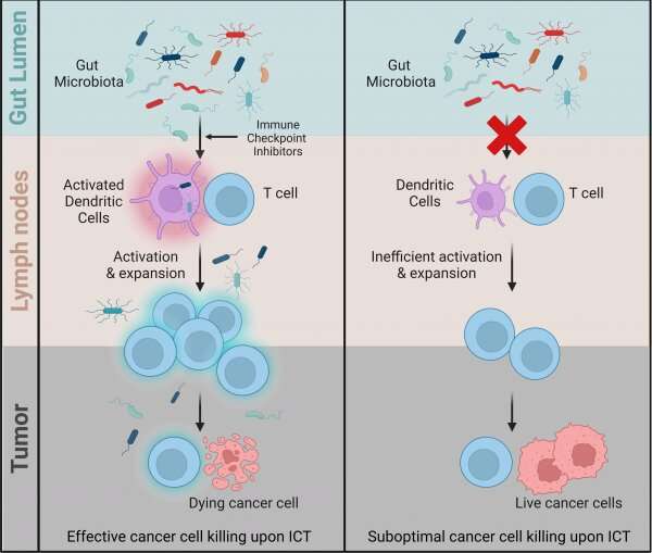 Healthy gut bacteria can help fight cancer in other parts of the body, researchers find