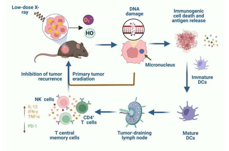 Researchers develop novel gold-nanocluster-based tumor radiodynamic therapy