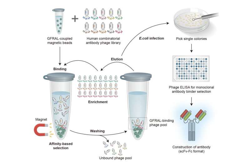 Researchers develop antibodies that alleviate cancer cachexia in cancer patients