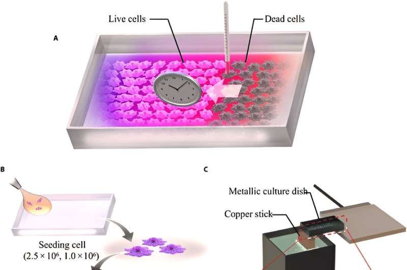 Titanium culture vessel presenting temperature gradation for the thermotolerance estimation of cells